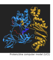 protein model