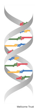 dna