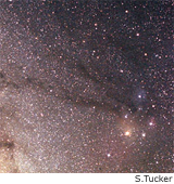 scorpius