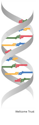 dna