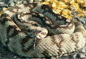 rattlesnake