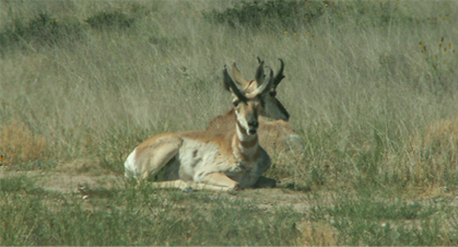 wildlife